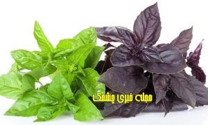 Read more about the article ریحانِ دو رنگ؛ داروخانه‌ای کوچک روی پیشخوان آشپزخانه