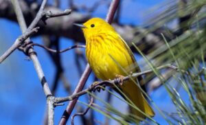 Read more about the article پژوهش‌ها فاش ساخت: پرندگان سرگردان نه گم شده‌اند، بلکه با تغییرات اقلیمی سازگار می‌شوند