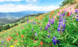 Read more about the article گرمایش جهانی زمان شکوفایی گل‌های آلپی را تغییر می‌دهد و چرخه طبیعت را دگرگون می‌سازد