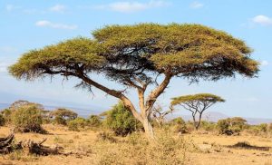 Read more about the article درخت آکاسیای چتری راز بقا و رشد در دل خشکسالی را فاش می‌کند