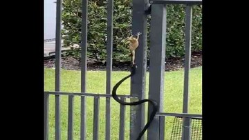 قورباغه درختی در حال فرار از مار